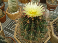 Ferocactus hamatacanthus