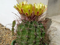 Ferocactus hamatacanthus