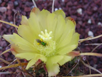 Ferocactus hamatacanthus