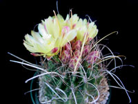 Ferocactus hamatacanthus