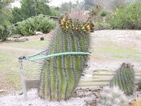 Ferocactus herrerae