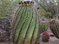 Ferocactus herrerae