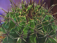 Ferocactus herrerae