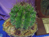 Ferocactus herrerae