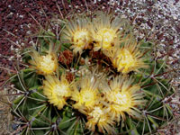 Ferocactus histrix