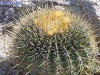 Ferocactus histrix