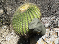 Ferocactus histrix