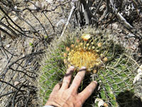 Ferocactus histrix