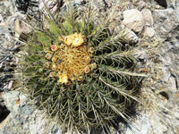 Ferocactus histrix