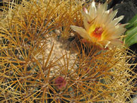 Ferocactus johnstonianus