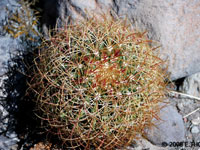 Ferocactus johnstonianus