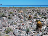 Ferocactus johnstonianus