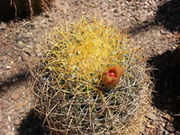 Ferocactus johnstonianus