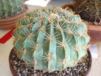 Ferocactus macrodiscus