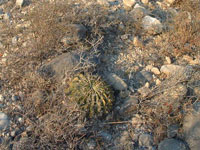 Ferocactus macrodiscus