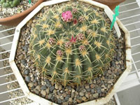 Ferocactus macrodiscus