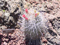 Ferocactus santa-maria