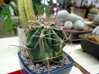 Ferocactus peninsulae