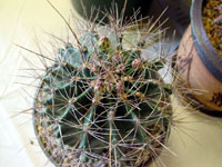 Ferocactus hamatacanthus