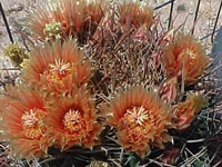 Ferocactus peninsulae