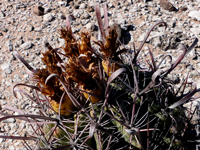 Ferocactus peninsulae