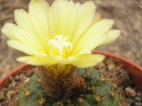 Frailea pumila