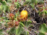 Ferocactus robustus