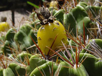 Ferocactus robustus