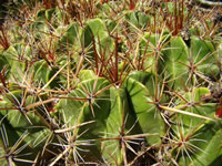 Ferocactus robustus