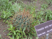 Ferocactus santa-maria