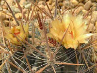 Ferocactus santa-maria