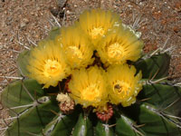 Ferocactus schwarzii