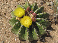 Ferocactus schwarzii