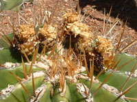 Ferocactus schwarzii