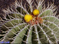 Ferocactus schwarzii