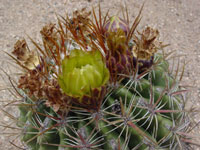 Ferocactus viridescens