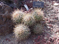 Ferocactus viridescens