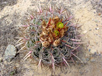 Ferocactus viridescens