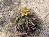 Ferocactus viridescens