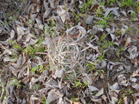 Ferocactus fordii