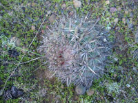 Ferocactus fordii