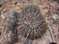 Ferocactus viridescens