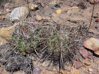 Ferocactus viridescens