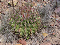 Ferocactus viridescens