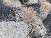 Ferocactus viridescens