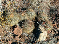 Ferocactus viridescens