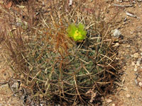 Ferocactus viridescens