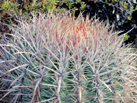 Ferocactus viridescens