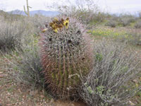 Ferocactus wislizeni