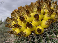 Ferocactus wislizeni